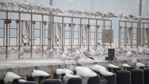 Lots of seagulls on the quay Stock Footage 102918222