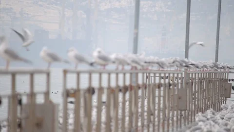 Lots of seagulls on the quay Stock Footage 102918277