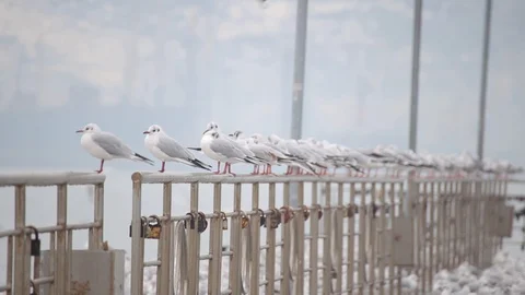 Lots of seagulls on the quay Stock Footage 102918278