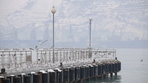 Lots of seagulls on the quay Stock Footage 102918483