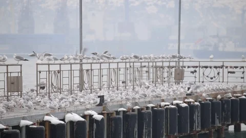 Lots of seagulls on the quay Stock Footage 102918484