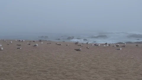 Lots of seagulls resting on a sandy beach with thick fog in autumn. Pan up. Stock Footage 116183203