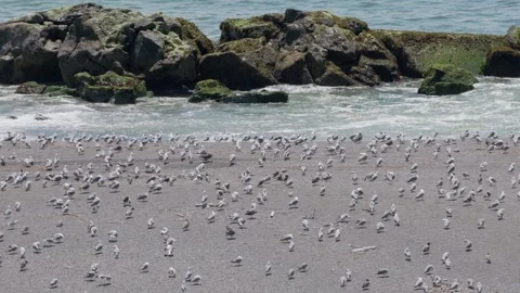 Lots of seagulls on a sandy beach Stock Footage 281094717