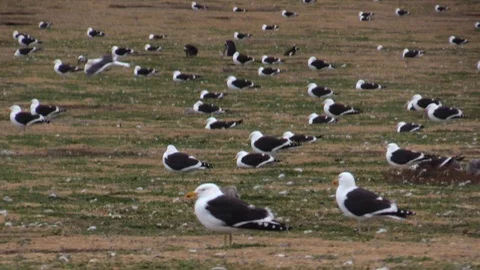 Lots of seagulls seating on flat grassy island Magdalena, Chili, Patagonia. Video stock 103370041