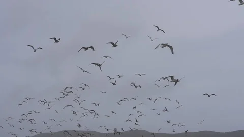 Lots of Seagulls in the sky. Storm. 스톡 동영상 112954278