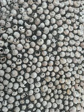 Lots of seashells as background 库存照片