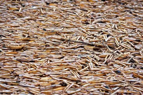 Lots of seashells Stockfoto's