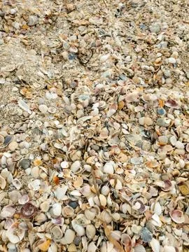 Lots of seashells on the sandy beach, top view. Close-up of beach sand with lots Stock Photos