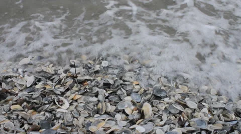 Lots of seashells at shore Vídeos de archivo 22573321