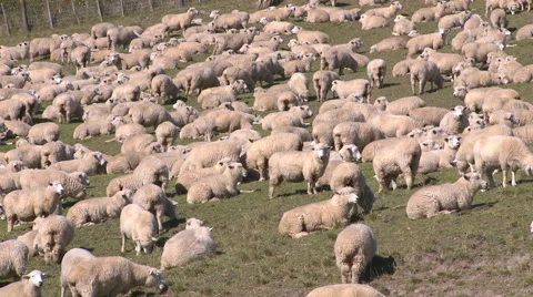 Lots of sheep in a farm paddock. Static shot Stock Footage 41545806