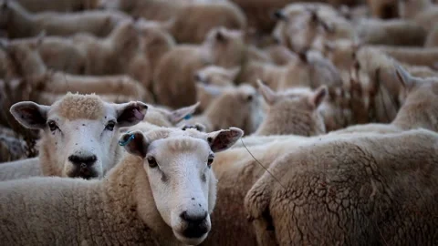 Lots of sheep Stock Footage 133618191