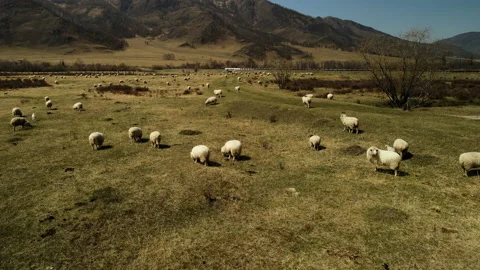 Lots of sheep grazing in the mountain meadow. Mountain summer landscapes. Aerial Stock Footage 196703653