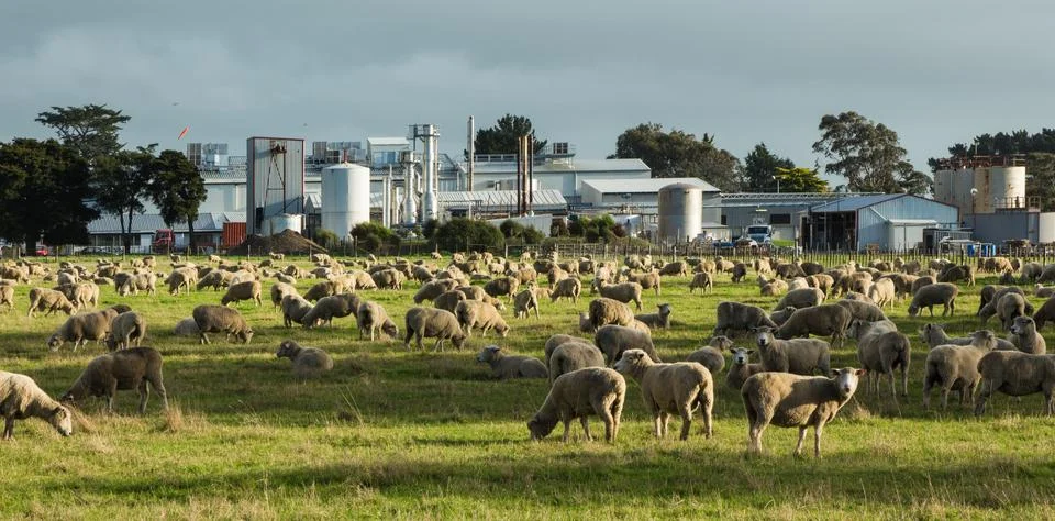 Lots of sheep Stock Photos