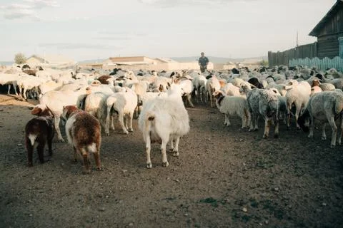 Lots of sheeps in sunset Stock Photos
