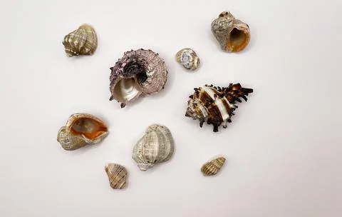 Lots of shells. Shells on a white background. Seashells background. Shells .. Foto stock