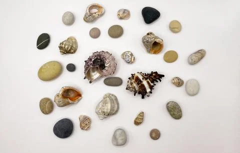 Lots of shells. Shells on a white background. Seashells background. Shells .. Foto stock