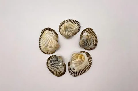 Lots of shells. Shells on a white background. Seashells background. Shells .. Stock Photos