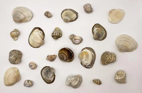 Lots of shells. Shells on a white background. Seashells background. Shells .. Foto stock