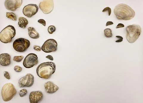 Lots of shells. Shells on a white background. Seashells background. Shells .. Stock Photos