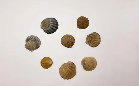 Lots of shells. Shells on a white background. Seashells background. Shells .. Foto stock