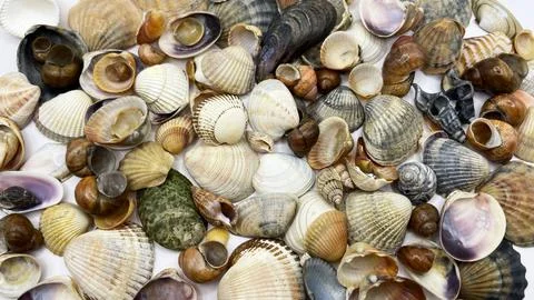 Lots of shells. Shells on a white background. Seashells background. Shells .. Stock Photos