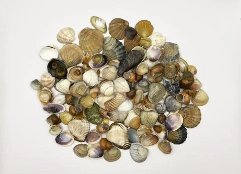 Lots of shells. Shells on a white background. Seashells background. Shells .. Stock Photos