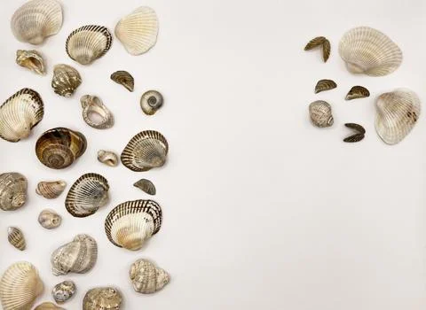 Lots of shells. Shells on a white background. Seashells background. Shells .. Stockfoto's