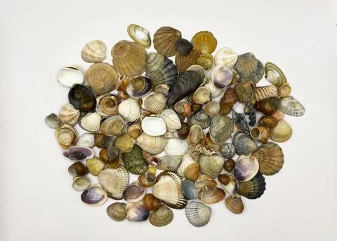 Lots of shells. Shells on a white background. Seashells background. Shells .. Foto stock