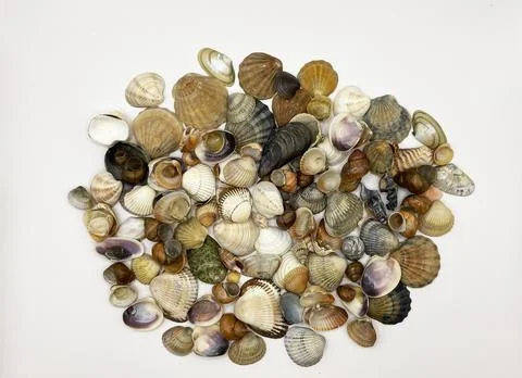 Lots of shells. Shells on a white background. Seashells background. Shells .. 写真素材
