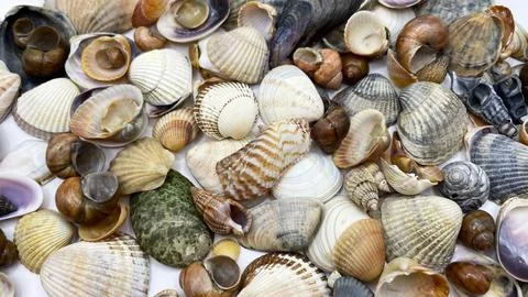 Lots of shells. Shells on a white background. Seashells background. Shells .. Foto stock