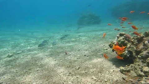 Lots of small and large fish swimming Stock Footage 311300325