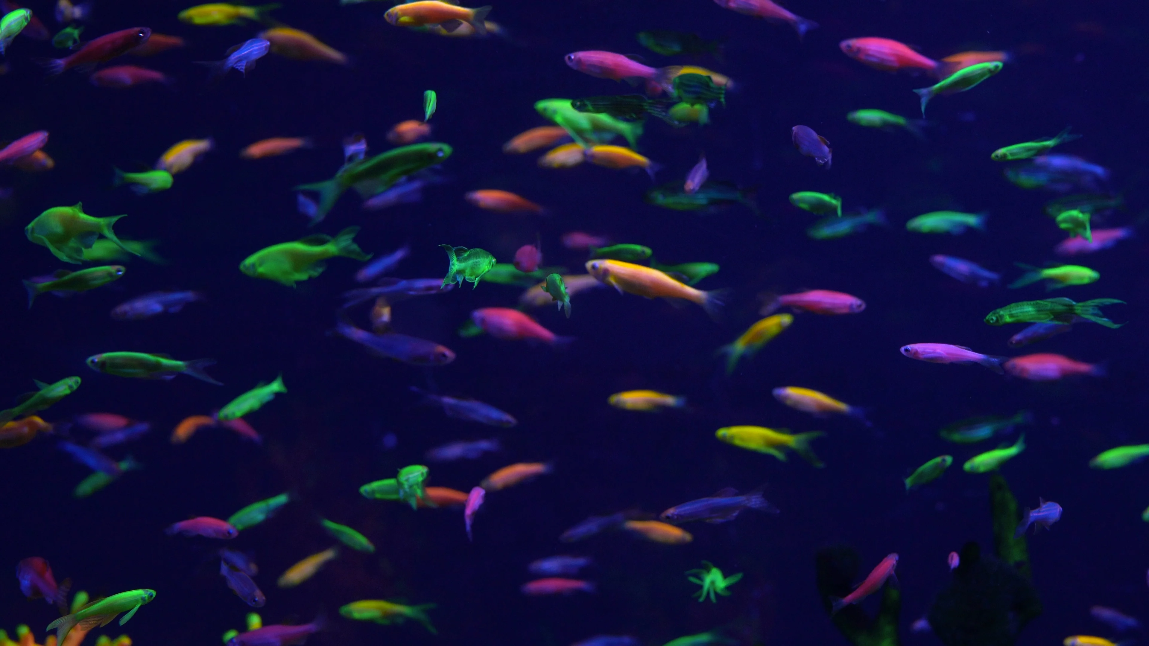 Lots of small neon fish in the aquarium Stock Photo by vlad_star