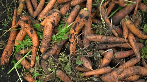 Lots of small carrots lying on the ground. Top view carrot background. Stock Footage 210881479