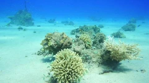Lots of small fish around corals Stock Footage 310906236