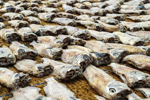 Lots of small fish dries on the ground Stock Photos