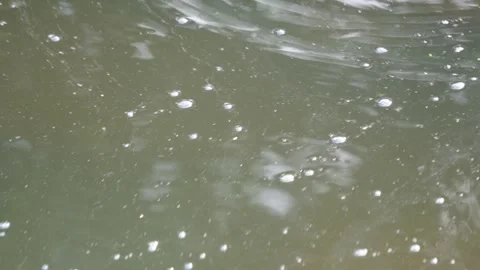 Lots of small fish floating Stock Footage 320004262