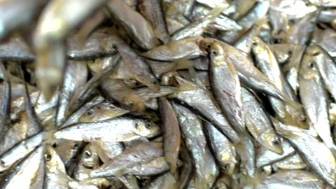 Lots of small fish. Hand raises a handful of fish. HD Stock Footage 141744841