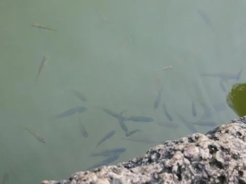 Lots of small fish inside a pond Stock Photos