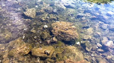 Lots of small fish in shallow lake Video stock 67381920