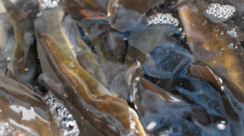 Lots of small fish (sheatfish) Stock Footage 22749561