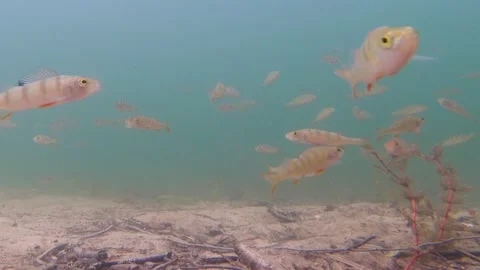 Lots of small fish. Underwater shooting Stock Footage 306369330