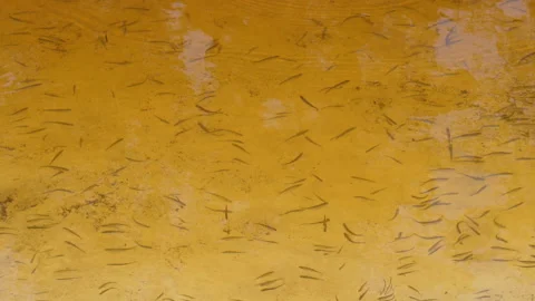 Lots of Small Flock of Fish in River Swims and Eats Bread. Feeding. Stock Footage 135351616