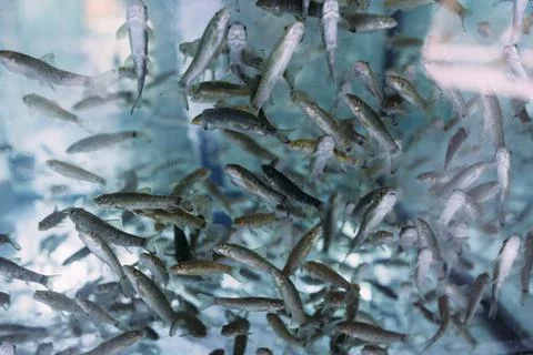 Lots of small garra rufa fish in a fish pilling aquarium or fish spa 写真素材