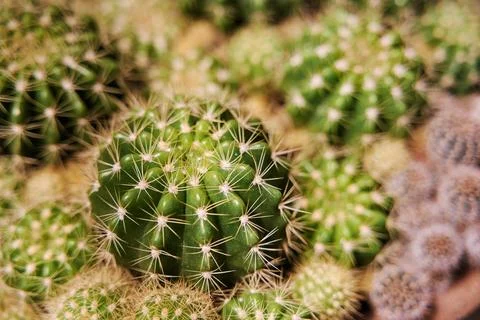 Lots of small globe ball shape cactuses close up Stock Photos
