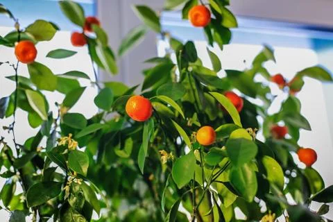 Lots of small oranges on an orange tree. Fruits of houseplant Stock Photos