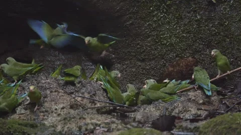 Lots of small parrots drinking water for salt Stock Footage 282337469