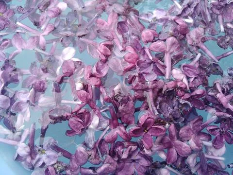 Lots of small petals. Stock Photos