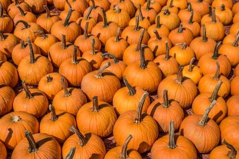 Lots of small pumpkins Stock Photos