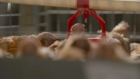 Lots of small quail birds walking around the metal cage at the poultry farm Stock Footage 280946728