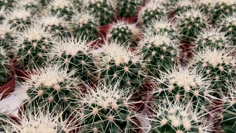 Lots of small round cacti with sharp yellow needles Stock Footage 153765256